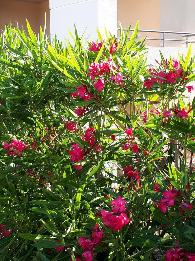 Les Parasols D'Argens روكبرون-سور-أرجينس المظهر الخارجي الصورة